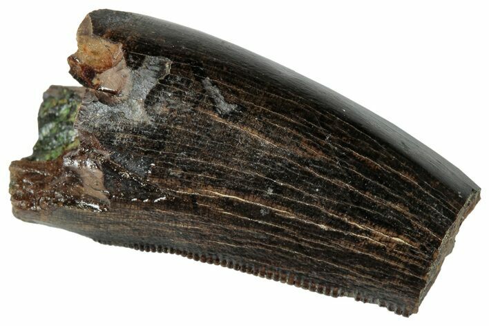 Serrated Tyrannosaur Partial Tooth - Judith River Formation #263842